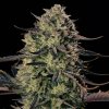 77934 silent seeds alien gas xxl auto feminized autoflowering
