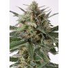 imgi 4 critical autoflowering 700