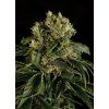 imgi 4 santa sativa 700