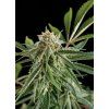 imgi 4 royal haze 700