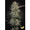 78108 paradise seeds candy breath feminized