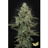 78117 paradise seeds mendo creme feminized