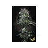 Paradise Seeds Doppler, feminized (Balení 3)
