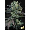 78135 paradise seeds momo feminized