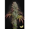Paradise Seeds Blue Gem, feminized (Balení 10)