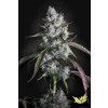 Paradise Seeds Auto Red Velvet, feminized autoflowering (Balení 5)
