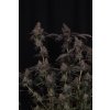 78159 fast buds gg4 feminized