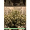 78195 dutch passion auto sfv og feminized autoflowering