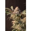 78207 fast buds lemon cherry runtz feminized