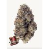 78216 fast buds papaya sherbet feminized