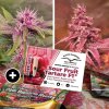78219 dutch passion pink banana runtz limited edition feminized 5ks