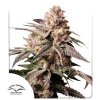 Dutch Passion Slush Mint Cake, feminized (Balení 5)