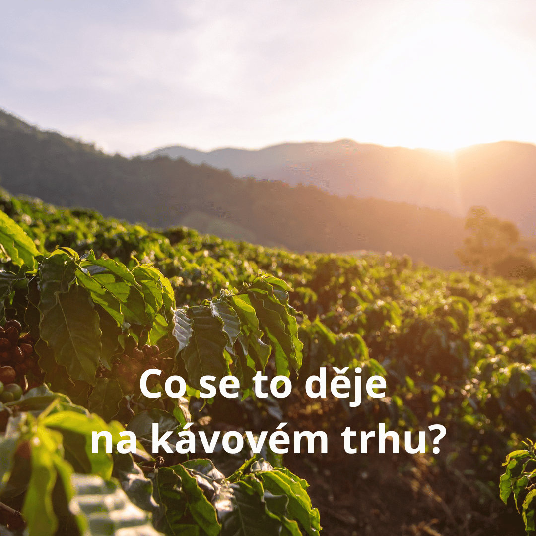 Co se děje na kávovém trhu: Déšť v Brazílii, pokles zásob a nové evropské regulace