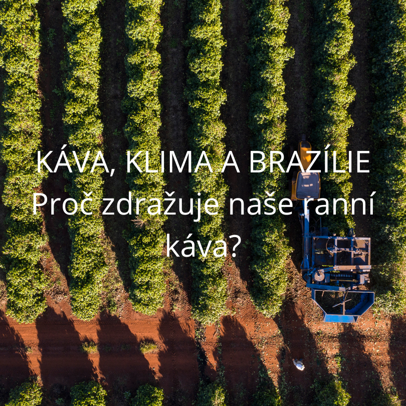 Káva, klima a Brazílie: Proč zdražuje naše ranní káva?