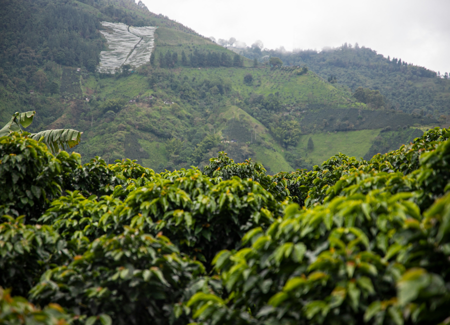 Venezuelská káva: Nový začátek