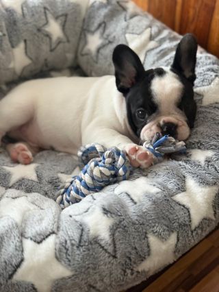 Přivítejte nového člena party🐾! Tým naší pražírny získal nový přírůstek✨ Dustin už se pomalu rozkoukává a spolu s Jackem...