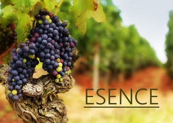 Jakou esenci či aroma najdeme v červeném víně?