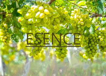 Jakou esenci či aroma najdeme v bílém víně