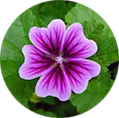 Mauve extract K