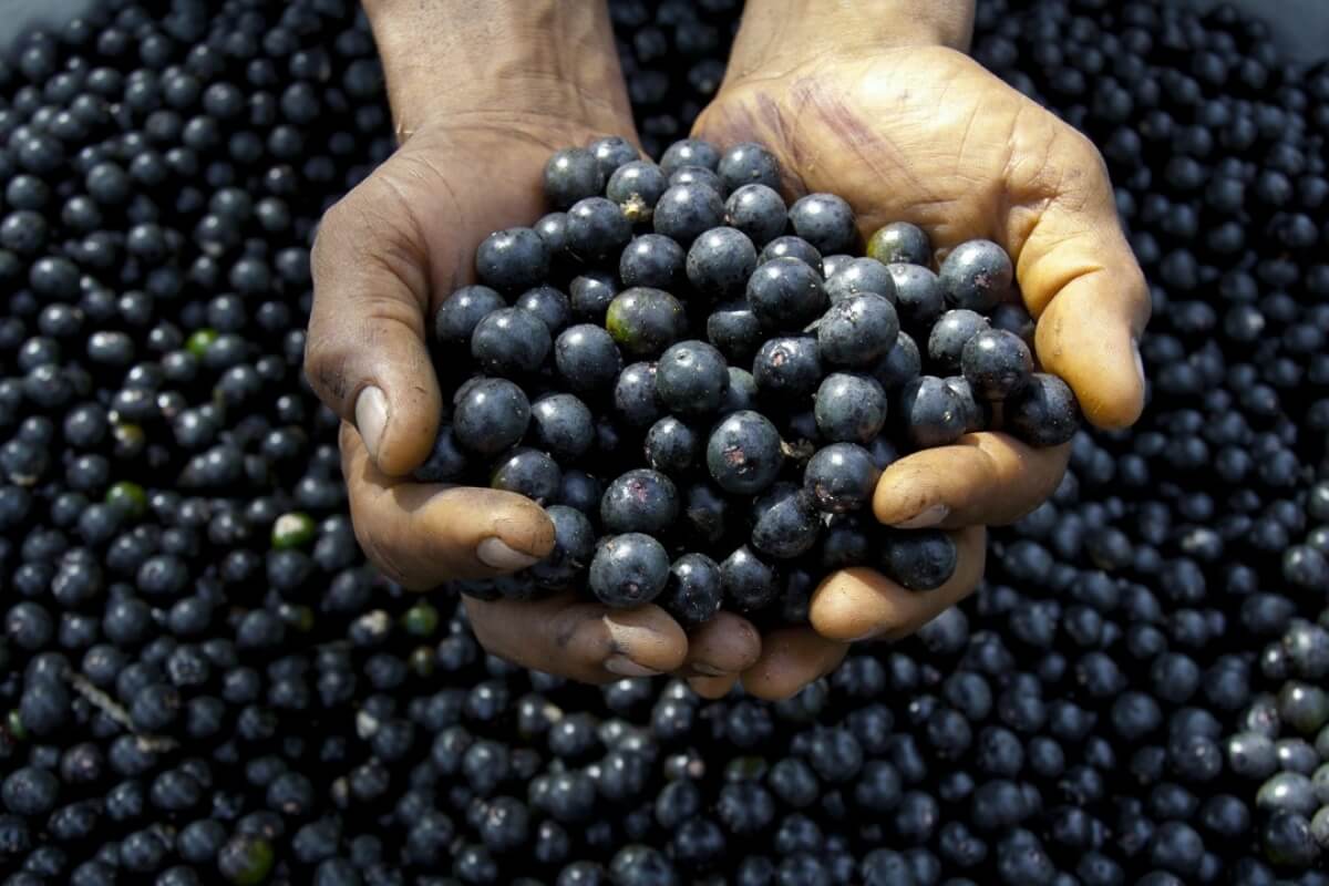 Acai Berry: Je tato superpotravina opravdu tak účinná?
