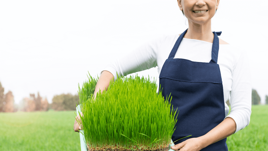 4 pozitivní účinky pšeničné trávy