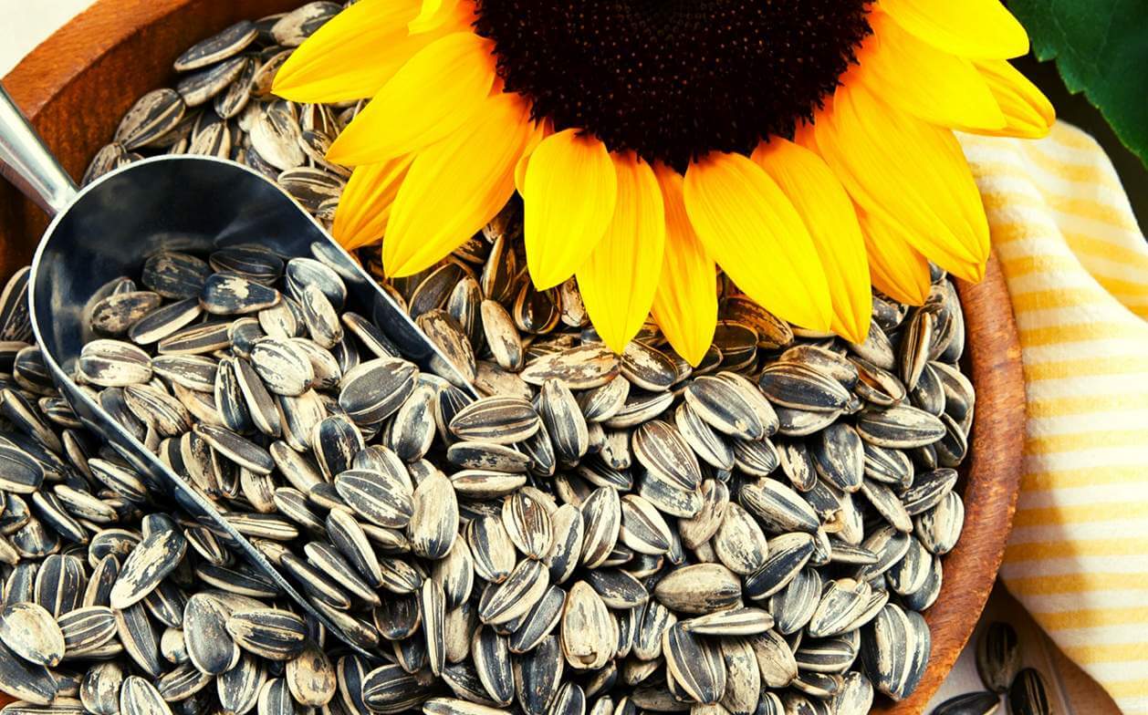 Slunečnicová semínka a jejich výhody na naše zdraví