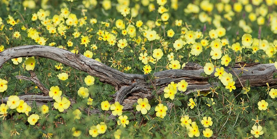 Co je to Tribulus Terrestris a jak funguje?