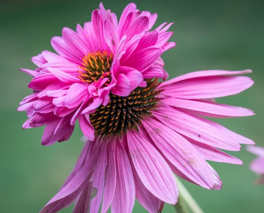 echinacea