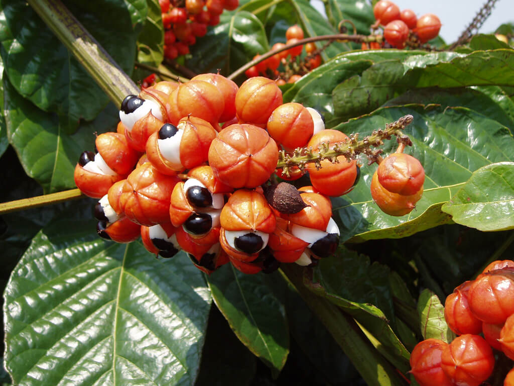 guarana