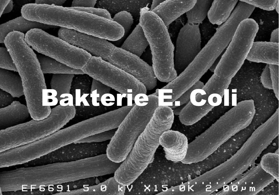Jak odstranit koliformní bakterie a Escherichia coli ze studny?