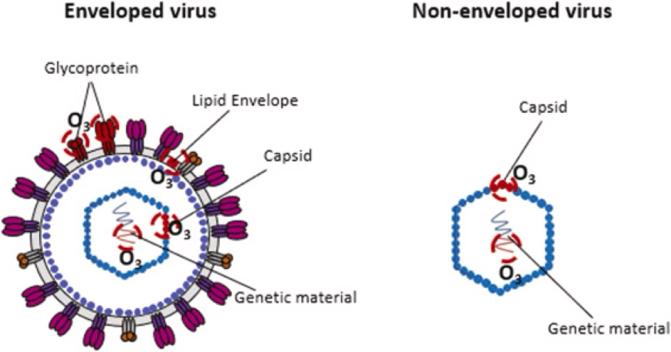 Mechanismus dezinfekce ozonem