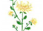 Císařská chryzantéma