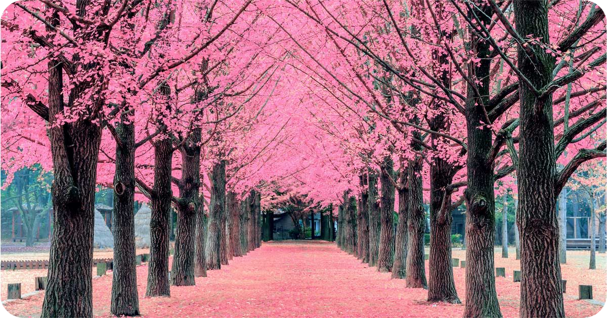 Hanami-111