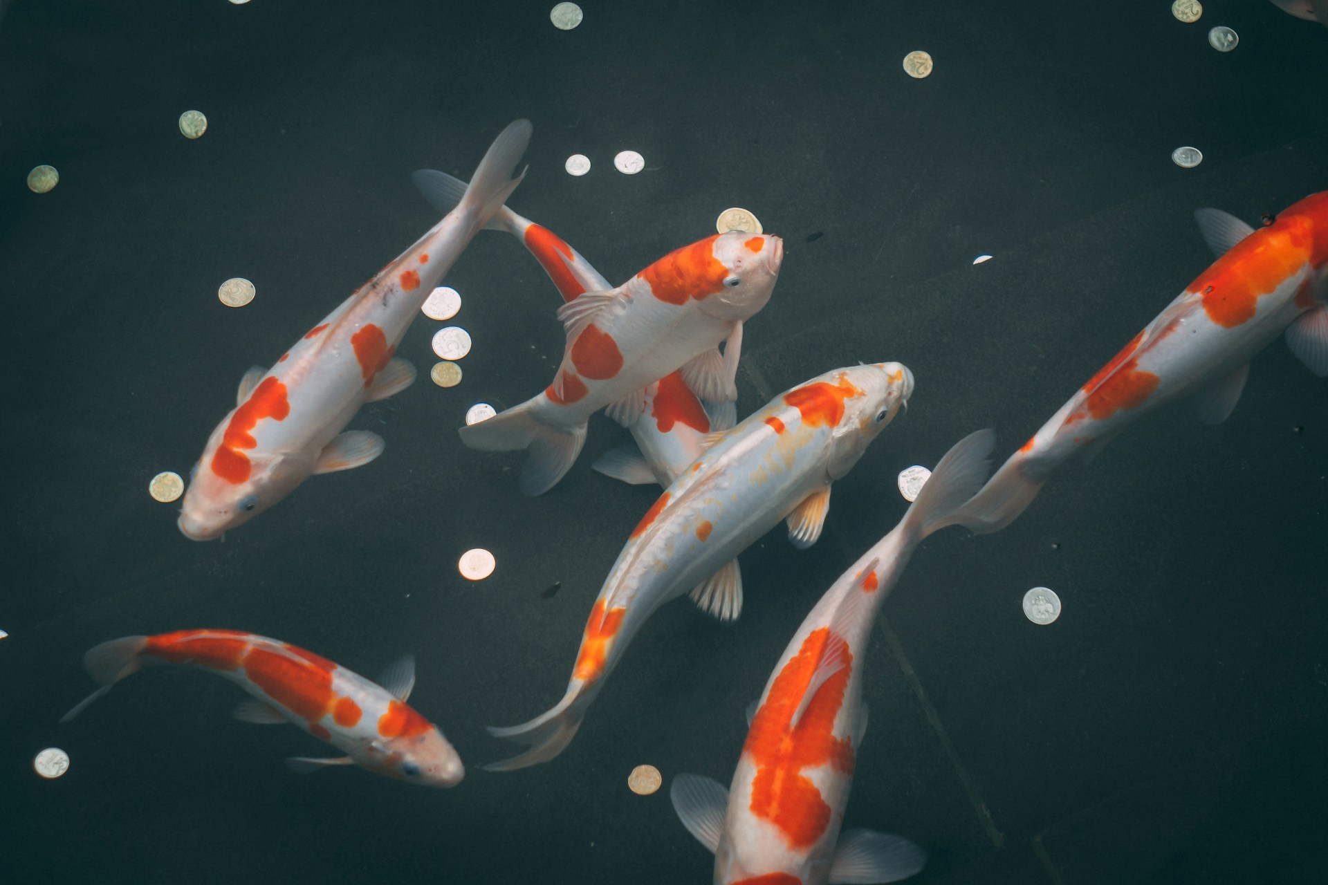 river-fx-pw8vGbh4Bu0-unsplash