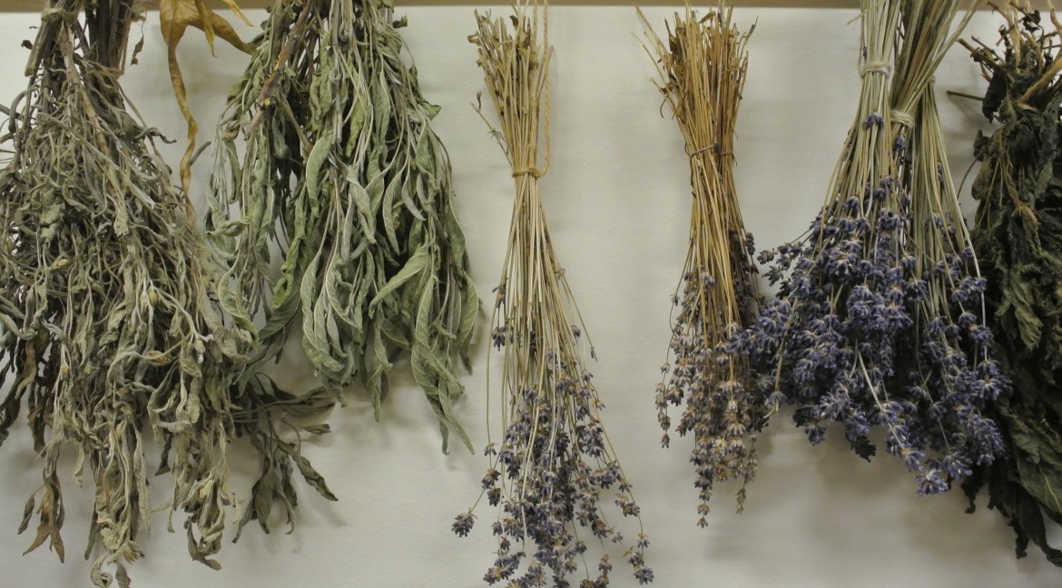 Není henna jenom hena -  co všechno nám přírodně obarví vlasy?