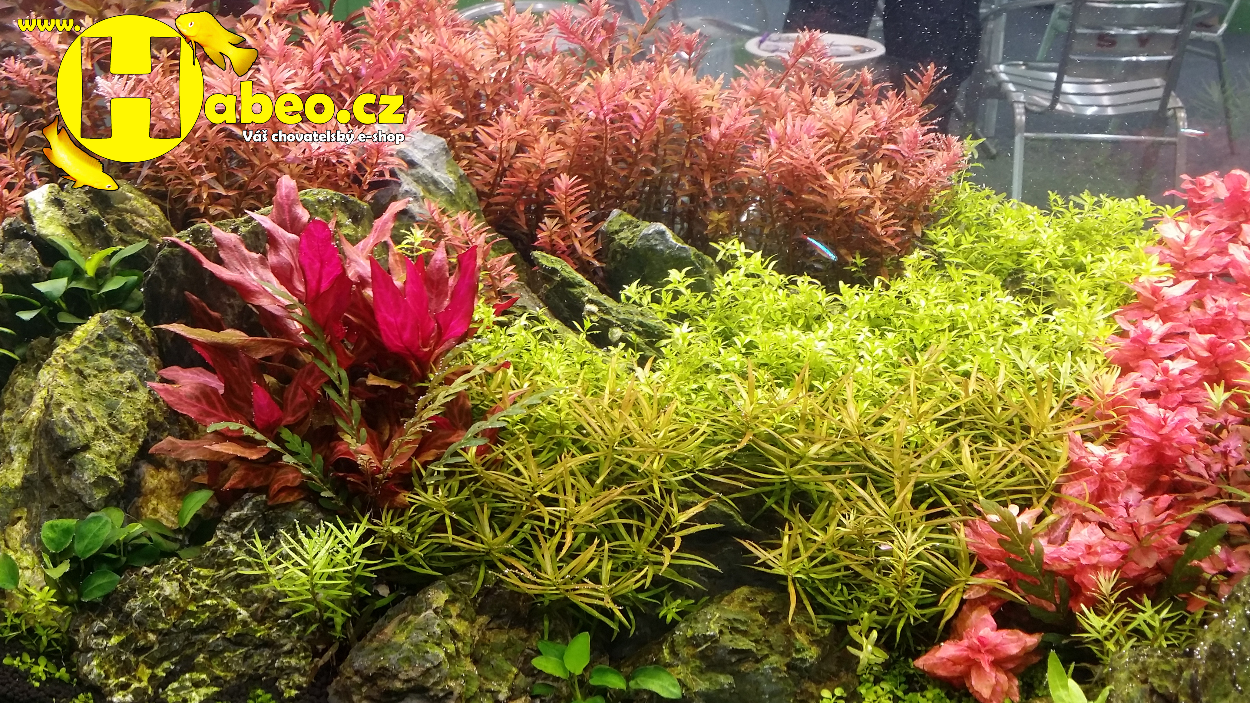 Akvárium o dovolené