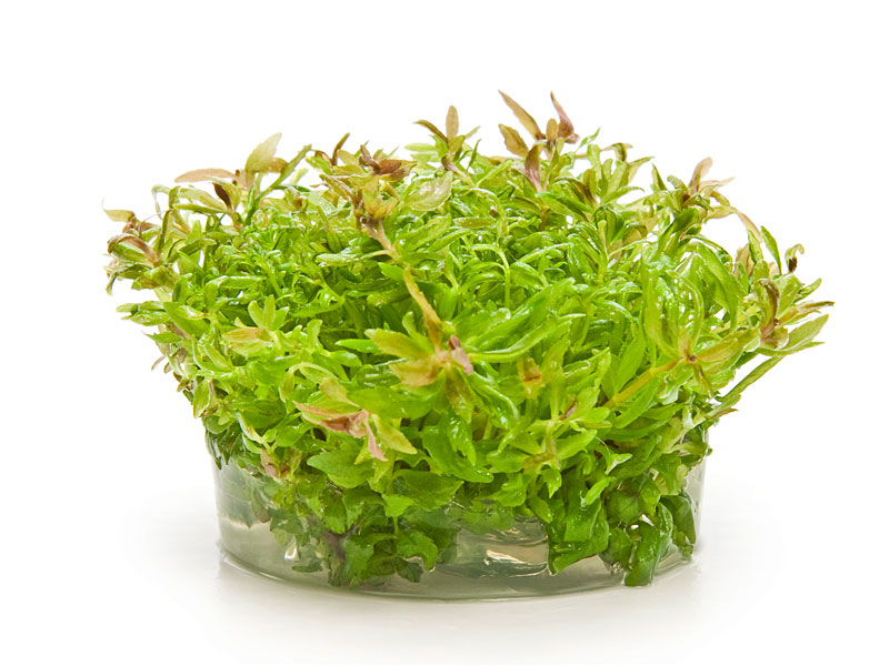 Akvarijní rostliny IN VITRO