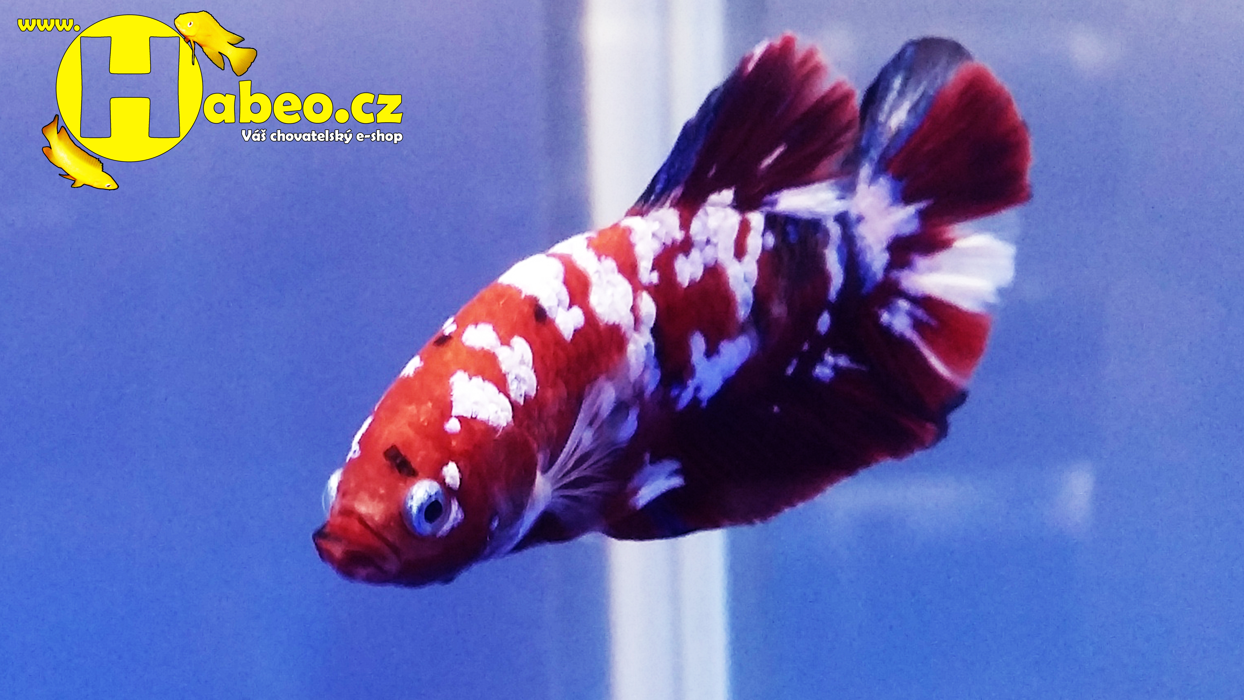 Ocean Nutrition - krmení a přípravky pro bojovnici pestrou