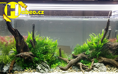 Aquascaping