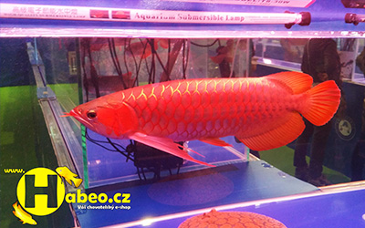 Arowana