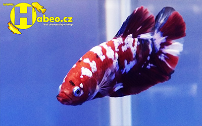 Betta splendens - Bojovnice pestrá