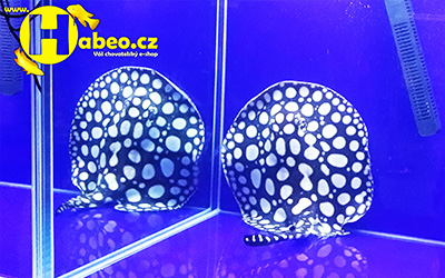  Rejnoci/ Potamotrygon