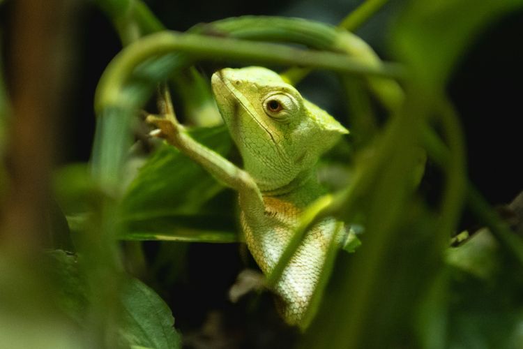 Jak a čím krmit chameleona?