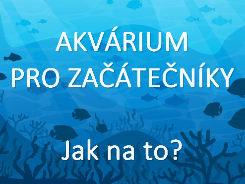 První akvárium - užitečné rady začínajícím akvaristům