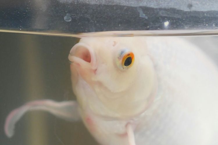 bile-akvarium-blog