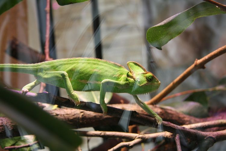 chameleon