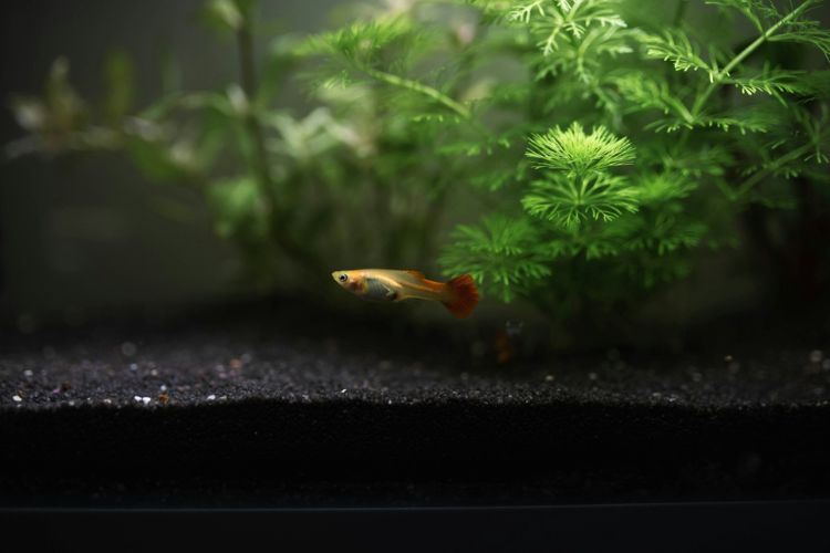 jak-se-starat-o-akvarium