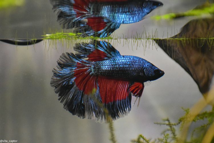 jak-zaridit-akvarium-pro-bettu