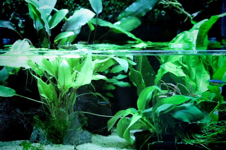 rostlinne-akvarium-blog
