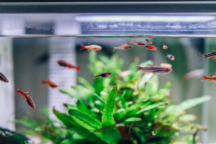 rybky-v-akvariu